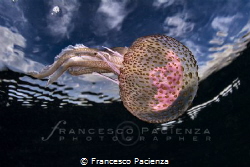 [:b:]Under the sky[:/b:] by Francesco Pacienza 